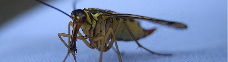 Insektenschutz
